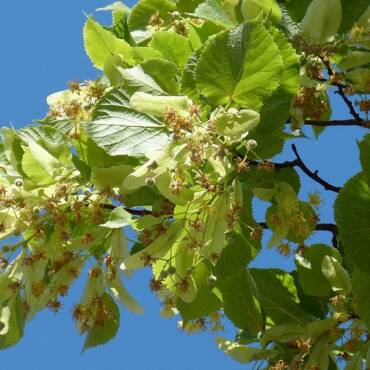 Jurnal de recunoștință: parfum de tei